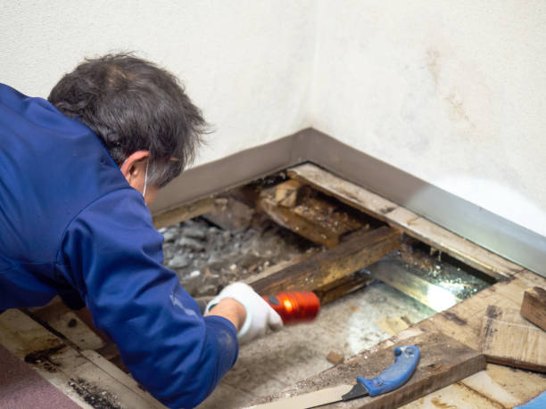 Best Mold Remediation  in Coal Fork, WV