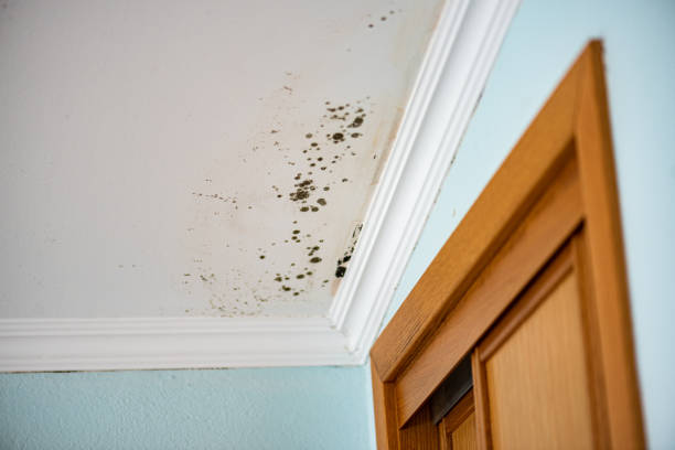 Best Affordable Mold Removal  in Coal Fork, WV
