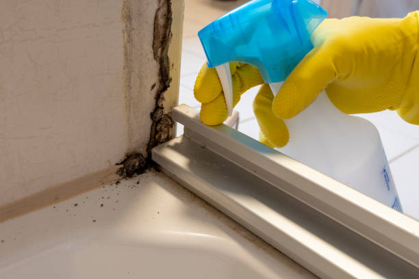 Best Mold Damage Repair  in Coal Fork, WV