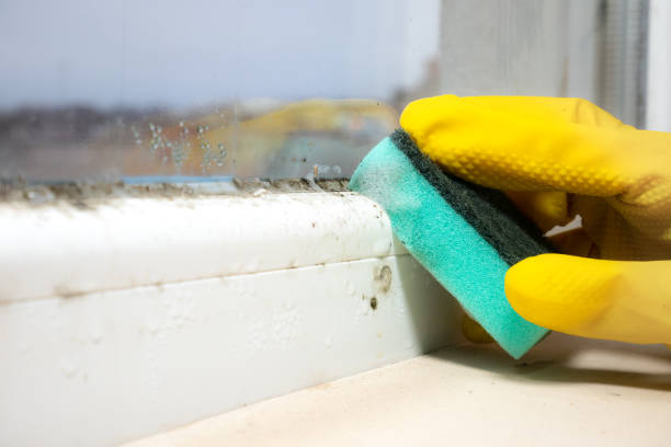  Coal Fork, WV Mold Removal Pros
