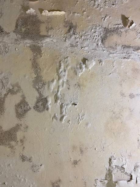 Best Black Mold Removal  in Coal Fork, WV