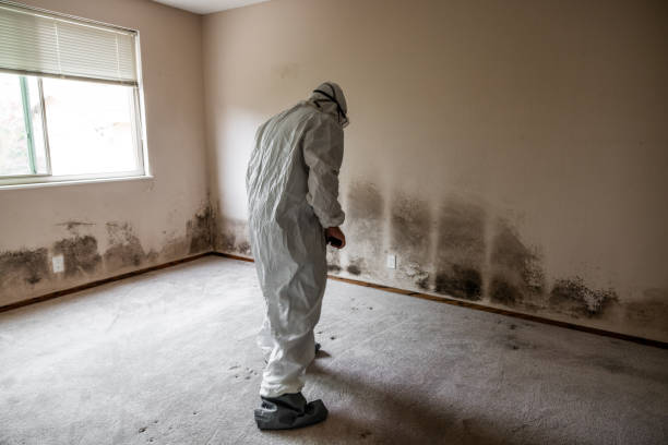 Best Residential Mold Removal  in Coal Fork, WV