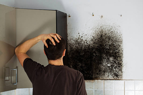 Best Fast Mold Removal  in Coal Fork, WV