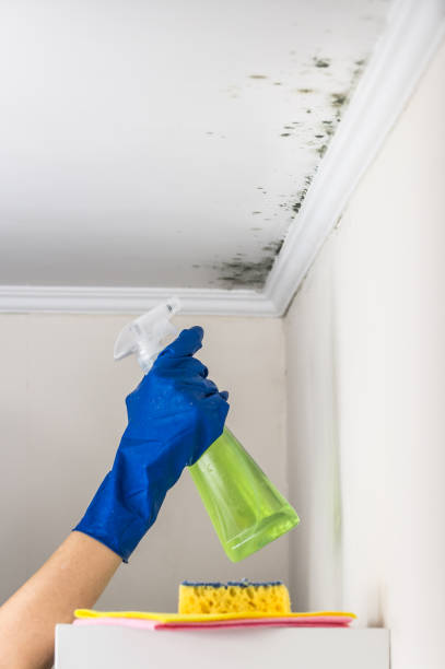 Best Same-Day Mold Removal  in Coal Fork, WV
